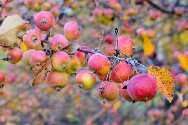 busch apple